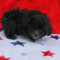 Tinker's Black Male 2, a male Cockapoo for sale in Mount Olive, NC – Photo 6 of 10
