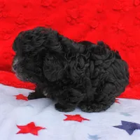 Tinker's Black Male 2, a male Cockapoo for sale in Mount Olive, NC – Photo 10 of 10