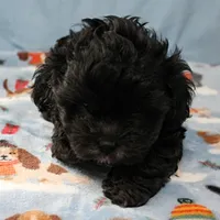 Tinker's Black Male 2, a male Cockapoo for sale in Mount Olive, NC – Photo 6 of 10
