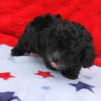 Tinker's Black Male 2, a male Cockapoo for sale in Mount Olive, NC – Photo 2 of 10