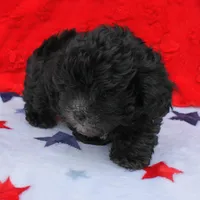 Tinker's Black Male 2, a male Cockapoo for sale in Mount Olive, NC – Photo 7 of 10