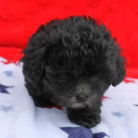 Tinker's Black Male 2, a male Cockapoo for sale in Mount Olive, NC – Photo 5 of 10