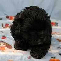 Tinker's Black Male 2, a male Cockapoo for sale in Mount Olive, NC – Photo 4 of 10