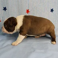 AKC Luna's Seal & White Male Puppy 2, a male Boston Terrier for sale in Mount Olive, NC – 7 of 10
