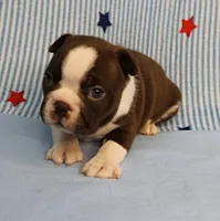 AKC Luna's Female Puppy 1, a female Boston Terrier for sale in Mount Olive, NC – 9 of 10