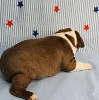 AKC Luna's Seal & White Male Puppy 2, a male Boston Terrier for sale in Mount Olive, NC – 9 of 10