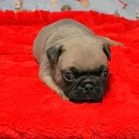 Mandy's Male Fawn Puppy 1 , a male Pug for sale in Mount Olive, NC – Photo 3 of 10