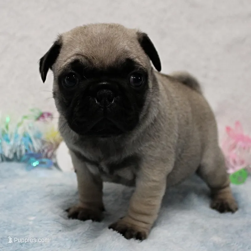 Mandy's Male Fawn Puppy 1 