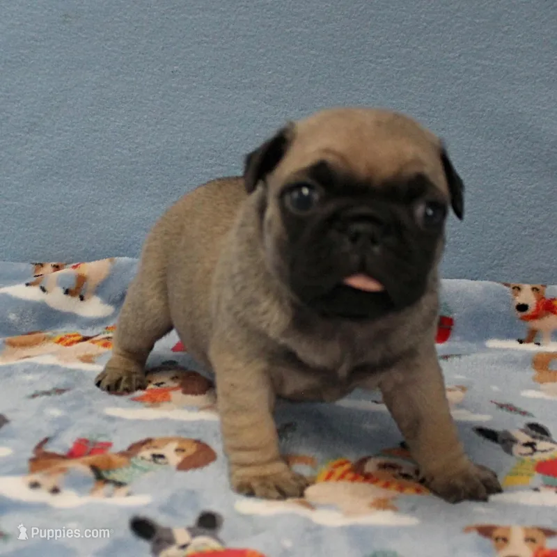 Mandy's Male Fawn Puppy 1 