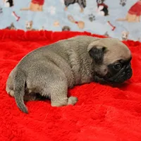 Mandy's Male Fawn Puppy 1 , a male Pug for sale in Mount Olive, NC – Photo 10 of 10