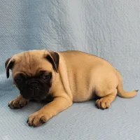 Mandy's Male Fawn Puppy 1 , a male Pug for sale in Mount Olive, NC – Photo 10 of 10