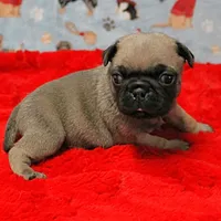 Mandy's Male Fawn Puppy 1 , a male Pug for sale in Mount Olive, NC – Photo 5 of 10