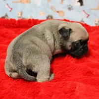 Mandy's Male Fawn Puppy 1 , a male Pug for sale in Mount Olive, NC – Photo 6 of 10