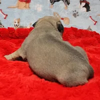 Mandy's Male Fawn Puppy 1 , a male Pug for sale in Mount Olive, NC – Photo 2 of 10