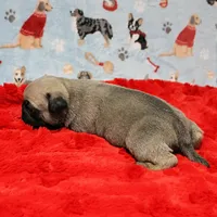 Mandy's Male Fawn Puppy 1 , a male Pug for sale in Mount Olive, NC – Photo 8 of 10