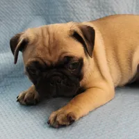 Mandy's Male Fawn Puppy 1 , a male Pug for sale in Mount Olive, NC – Photo 1 of 10