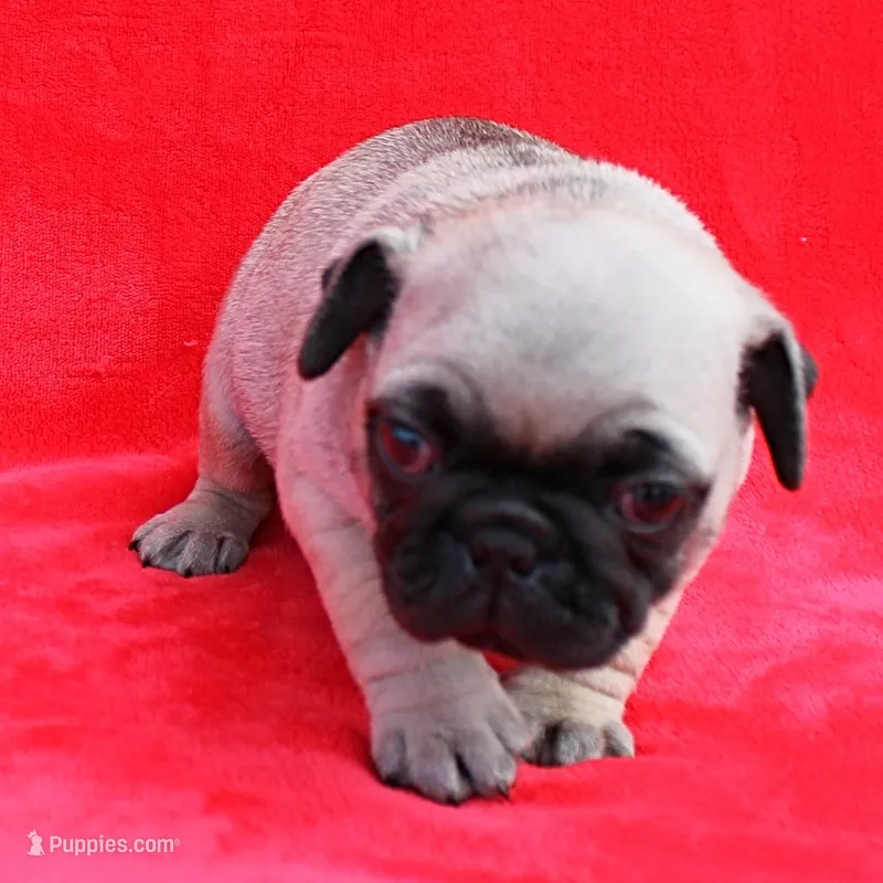 Mandy's Male Fawn Puppy 1  – Pug puppy for sale in Mount Olive, NC