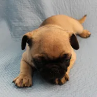 Mandy's Male Fawn Puppy 1 , a male Pug for sale in Mount Olive, NC – Photo 5 of 10
