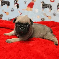 Mandy's Male Fawn Puppy 1 , a male Pug for sale in Mount Olive, NC – Photo 9 of 10