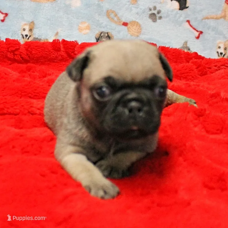 Mandy's Male Fawn Puppy 1 