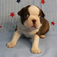 AKC Luna's Seal & White Male Puppy 2, a male Boston Terrier for sale in Mount Olive, NC – 6 of 10