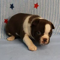 AKC Luna's Female Puppy 1, a female Boston Terrier for sale in Mount Olive, NC – 2 of 10