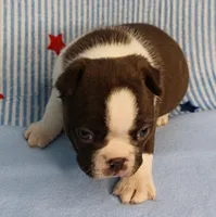 AKC Luna's Female Puppy 1, a female Boston Terrier for sale in Mount Olive, NC – 3 of 10