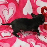 AKC Lucy's Male Puppy 1, a male Chihuahua for sale in Mount Olive, NC – Photo 3 of 10