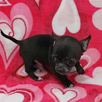 AKC Lucy's Male Puppy 1, a male Chihuahua for sale in Mount Olive, NC – Photo 2 of 10