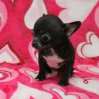 AKC Lucy's Male Puppy 1, a male Chihuahua for sale in Mount Olive, NC – Photo 9 of 10