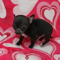 AKC Lucy's Male Puppy 1, a male Chihuahua for sale in Mount Olive, NC – Photo 6 of 10