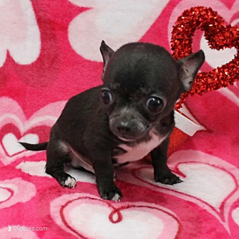 AKC Lucy's Male Puppy 1