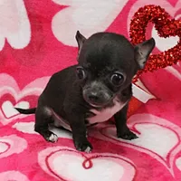 AKC Lucy's Male Puppy 1, a male Chihuahua for sale in Mount Olive, NC – Photo 1 of 10
