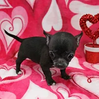 AKC Lucy's Male Puppy 1, a male Chihuahua for sale in Mount Olive, NC – Photo 4 of 10