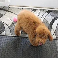 Penny's Red Female 2, a female Cockapoo for sale in Mount Olive, NC – Photo 6 of 10