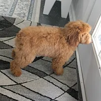 Penny's Red Female 2, a female Cockapoo for sale in Mount Olive, NC – Photo 9 of 10