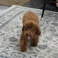 Penny's Red Female 2, a female Cockapoo for sale in Mount Olive, NC – Photo 4 of 10