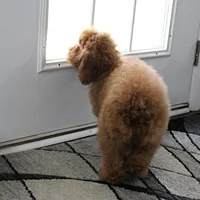 Penny's Red Female 2, a female Cockapoo for sale in Mount Olive, NC – Photo 3 of 10