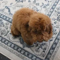 Penny's Red Female 2, a female Cockapoo for sale in Mount Olive, NC – Photo 7 of 10