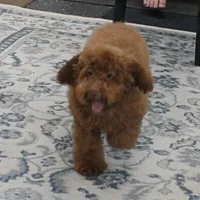 Penny's Red Female 2, a female Cockapoo for sale in Mount Olive, NC – Photo 2 of 10