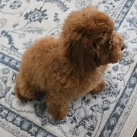 Penny's Red Female 2, a female Cockapoo for sale in Mount Olive, NC – Photo 8 of 10