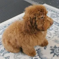 Penny's Red Female 2, a female Cockapoo for sale in Mount Olive, NC – Photo 1 of 10