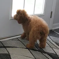 Penny's Red Female 2, a female Cockapoo for sale in Mount Olive, NC – Photo 5 of 10