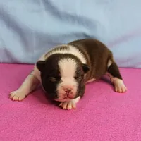 AKC Luna's Female Puppy 1, a female Boston Terrier for sale in Mount Olive, NC – Photo 4 of 10
