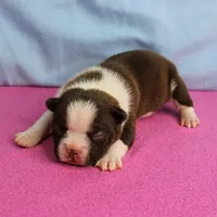 AKC Luna's Female Puppy 1, a female Boston Terrier for sale in Mount Olive, NC – Photo 3 of 10