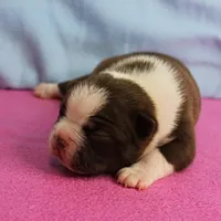 AKC Luna's Female Puppy 1, a female Boston Terrier for sale in Mount Olive, NC – Photo 2 of 10