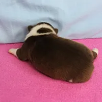 AKC Luna's Female Puppy 1, a female Boston Terrier for sale in Mount Olive, NC – Photo 10 of 10