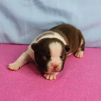 AKC Luna's Female Puppy 1, a female Boston Terrier for sale in Mount Olive, NC – Photo 5 of 10