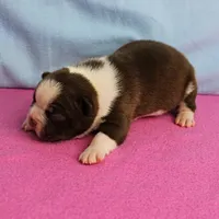 AKC Luna's Female Puppy 1, a female Boston Terrier for sale in Mount Olive, NC – Photo 6 of 10