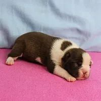 AKC Luna's Female Puppy 1, a female Boston Terrier for sale in Mount Olive, NC – Photo 9 of 10